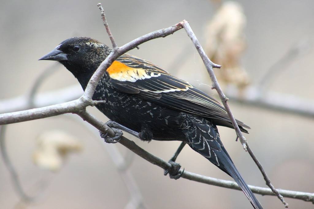 March 9th 2010 Immature Red Wing Blackbird Male by Indiana Ivy Nature Photographer is licensed under CC BY 2.0.
